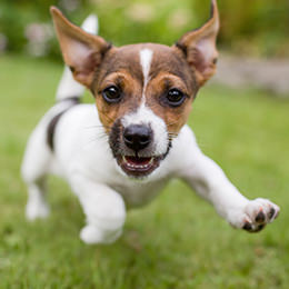 Bloor Animal Hospital